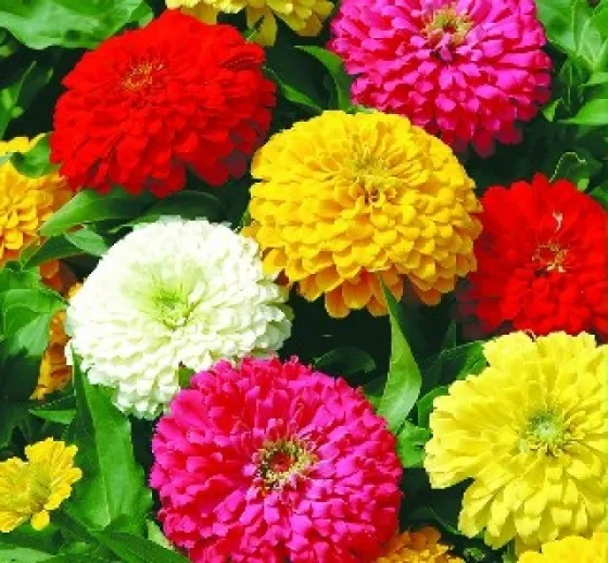 Hoa Cúc Lá Nhám Zinnia cánh kép rực rỡ và khỏe mạnh