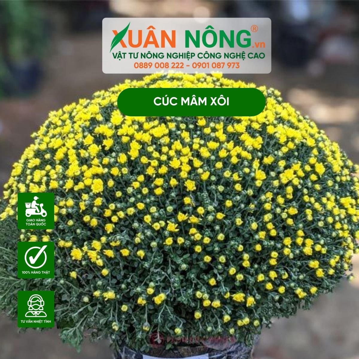 Cách Trồng Cúc Mâm Xôi Toàn Diện Cho Hoa Nở Đúng Dịp Tết Nguyên Đán