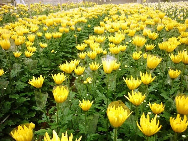 Hình ảnh cận cảnh cây cúc Pha Lê đang phát triển mạnh mẽ