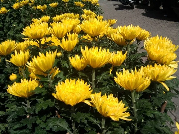 Hoa cúc Pha Lê trắng tinh khôi đang được canh tác trong vườn