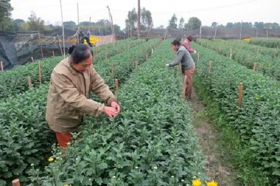 Để có một bông hoa cúc to đẹp ta cần phải tỉa bỏ các nhánh phụ và nụ con