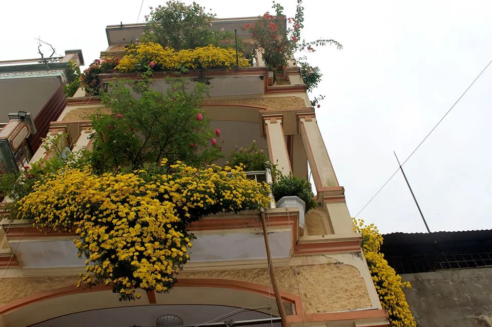 Giàn cúc rủ phát triển mạnh mẽ trên ban công sau khi áp dụng cách chăm sóc hoa cúc rủ