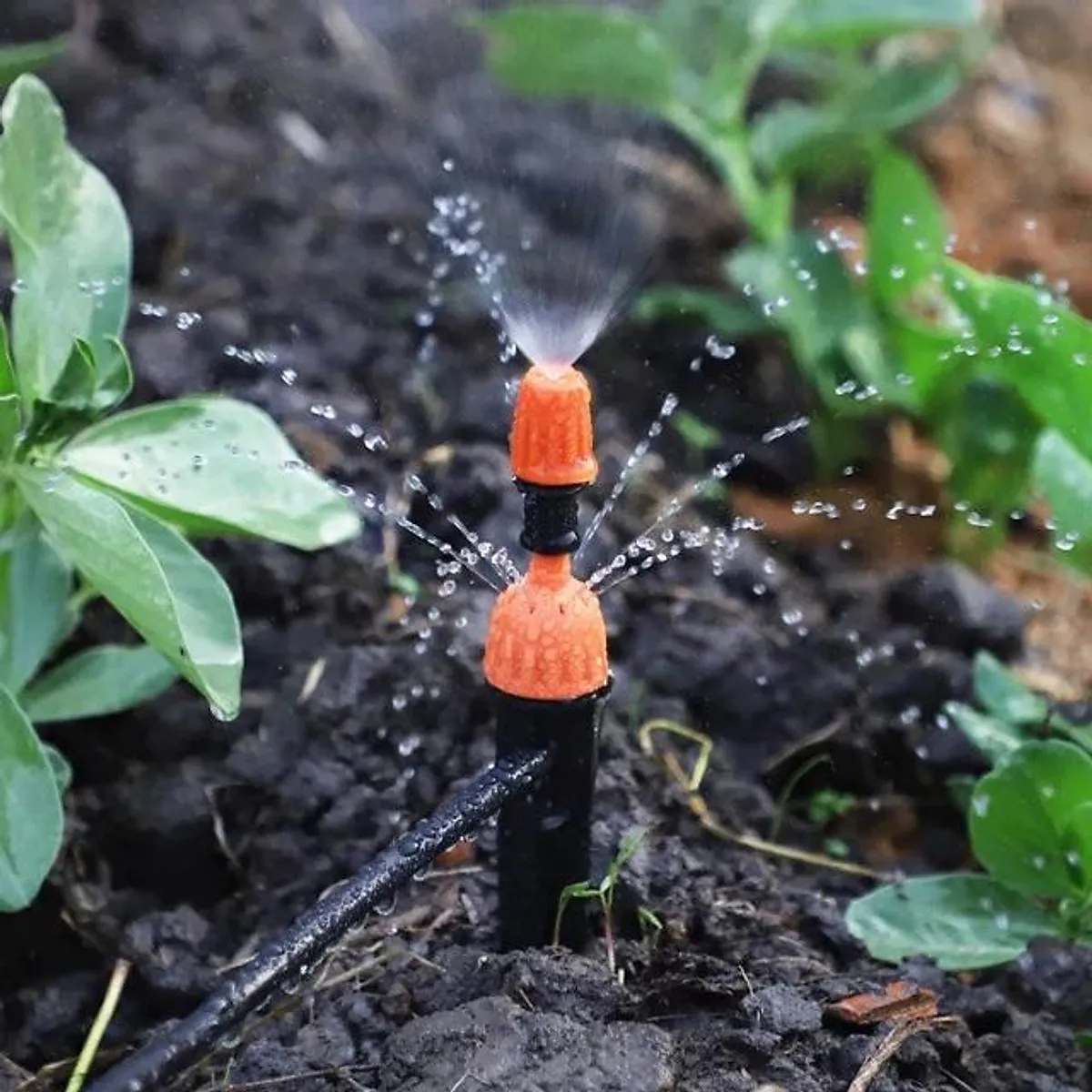 cung cấp nước cho cây phát triển tốt