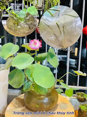 Sen mini được trồng trong chậu thủy tinh trong suốt