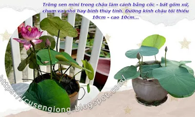 Sen mini nở rộ trong chậu cảnh thủy tinh nhỏ xinh