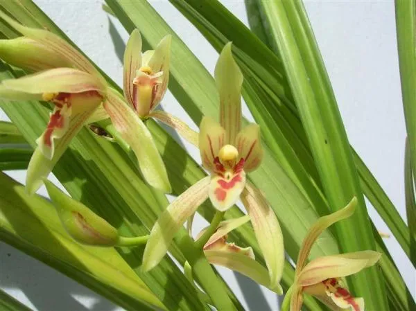 Lan Tiểu Kiếm Cym Ensifolium hay còn gọi là Lan Tiểu Kiếm