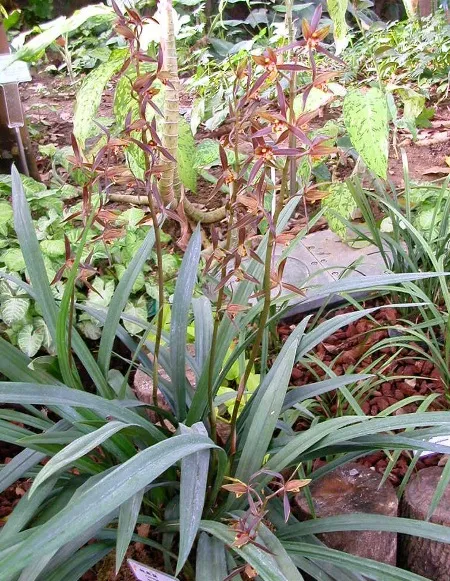 Địa lan Cym Sinense – Lan kiếm hay còn gọi là Mặc lan xuân