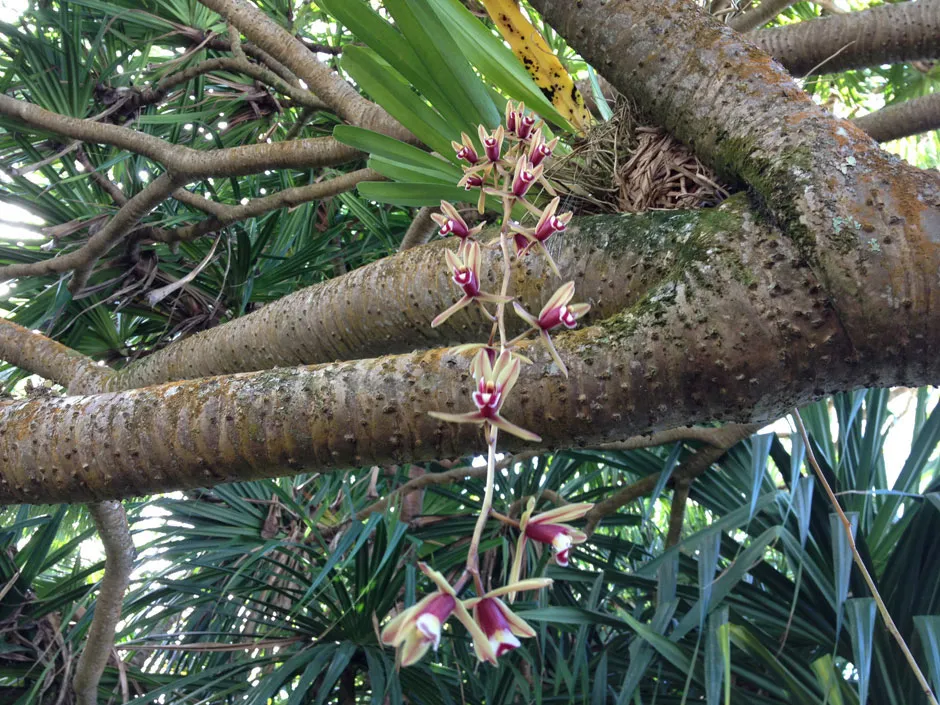 Giá thể trồng lan kiếm tiên vũ tối ưu giúp cây phát triển rễ chùm