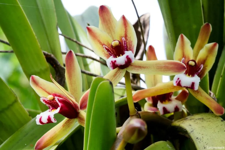 Lan Kiếm Tiên Vũ Cymbidium finlaysonianum với cánh hoa màu vàng sọc tím