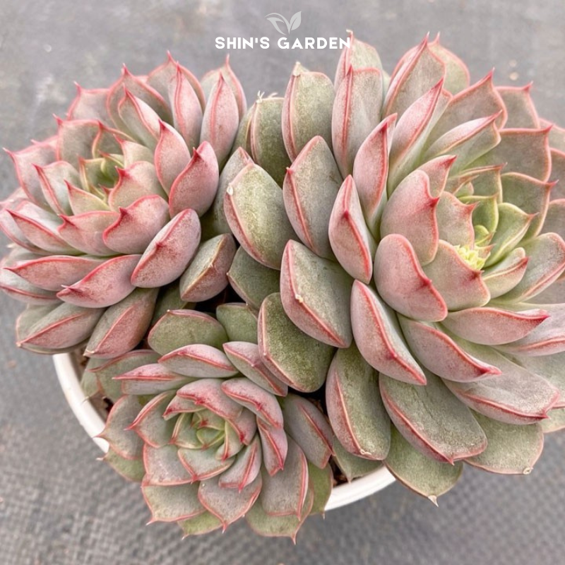 Cách Trồng Sen Đá Bằng Hạt Giống: Hướng Dẫn Chuyên Sâu Tại Vu Garden