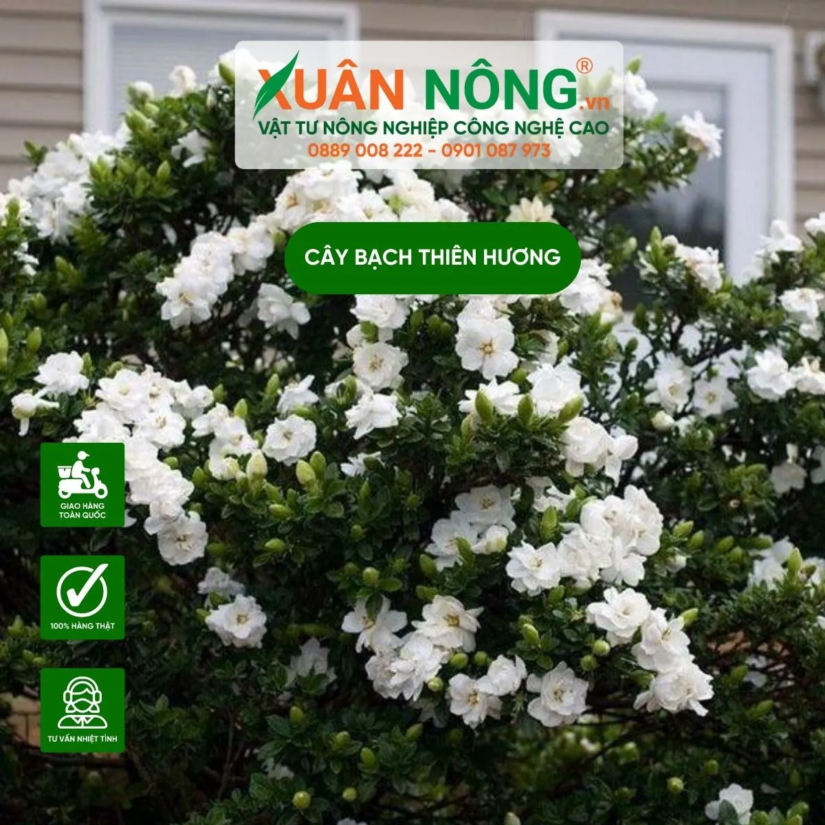 Đặc điểm hình thái của Bạch Thiên Hương: Lá lớn, thân gỗ và hoa trắng tinh khiết