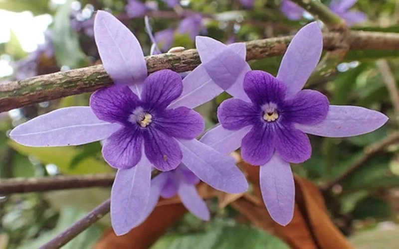 Tổng quan về vẻ đẹp của cây mai xanh