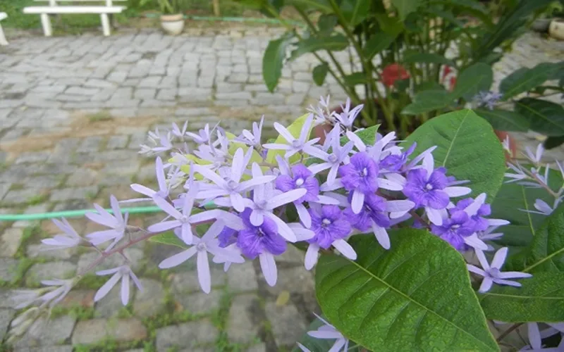 Ý nghĩa phong thủy của cây mai xanh