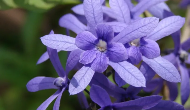 Hoa mai xanh 5 cánh nở rộ và đẹp mắt