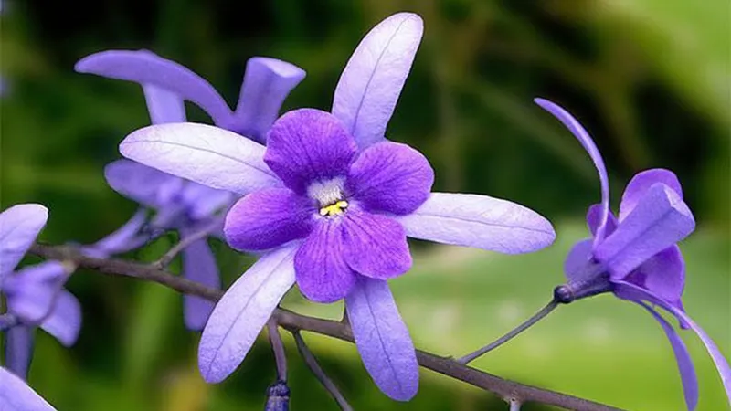 Mai xanh nở hoa rực rỡ dưới ánh nắng