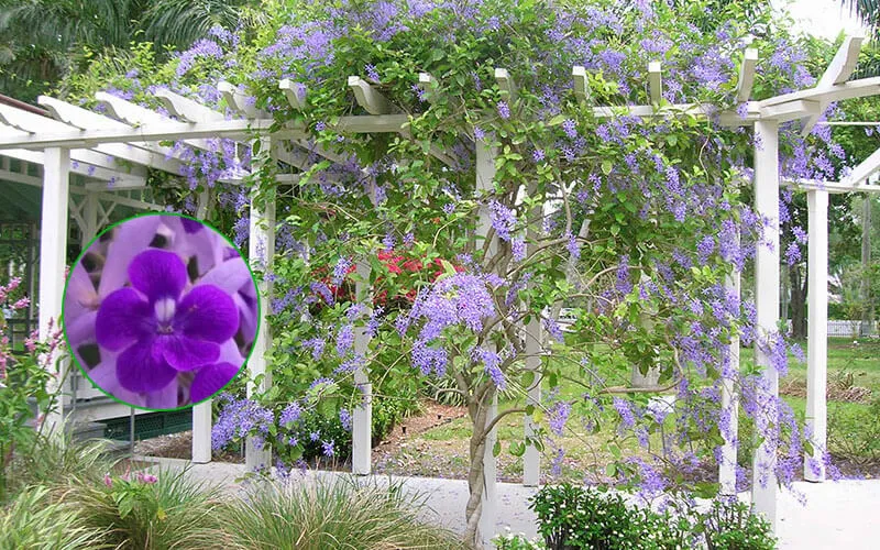 Mai xanh leo trên giàn tạo bóng mát và hoa tím