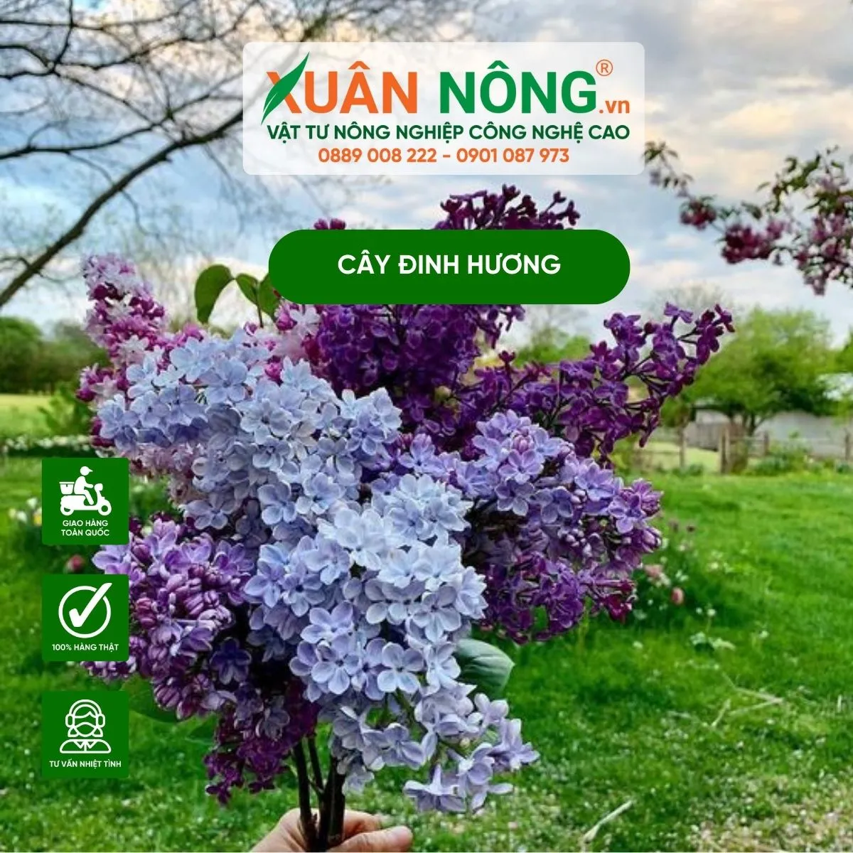 Phân bón và cách chăm sóc cây đinh hương để đạt năng suất cao