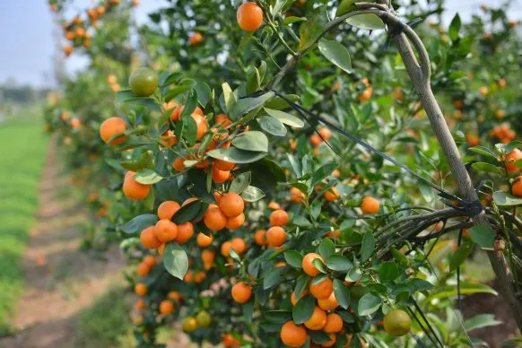 Đặc điểm của cây tắc với quả căng mọng, lá xanh đậm và thân gỗ