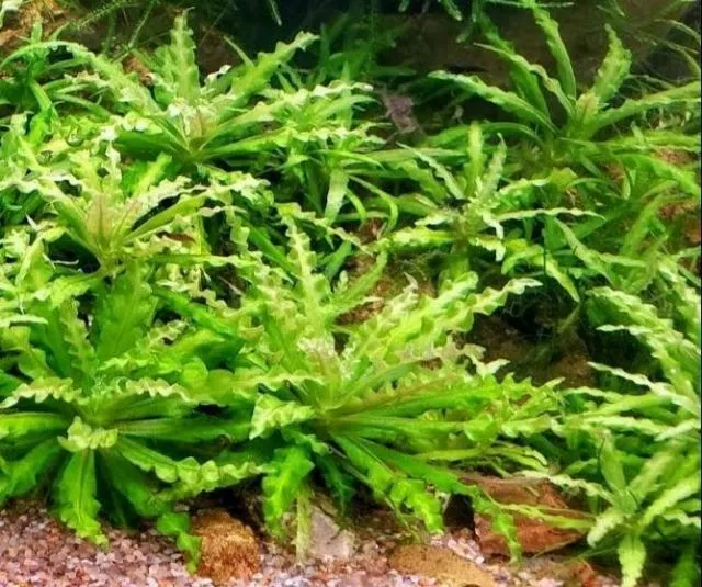 Đặc điểm nổi bật của cây sao nhỏ Pogostemon Helferi