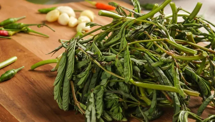 Cận cảnh lá và thân rau nhút nổi trên mặt nước, thể hiện đặc điểm sinh học của cây