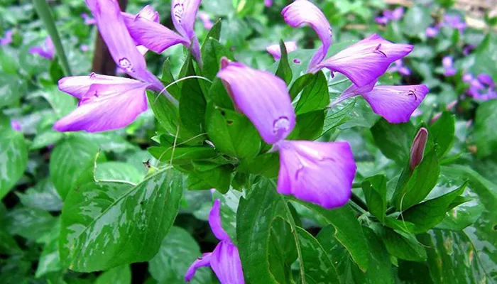 Đặc điểm hình thái của cây lá cẩm, với thân thảo và lá bầu dục mọc đối xứng