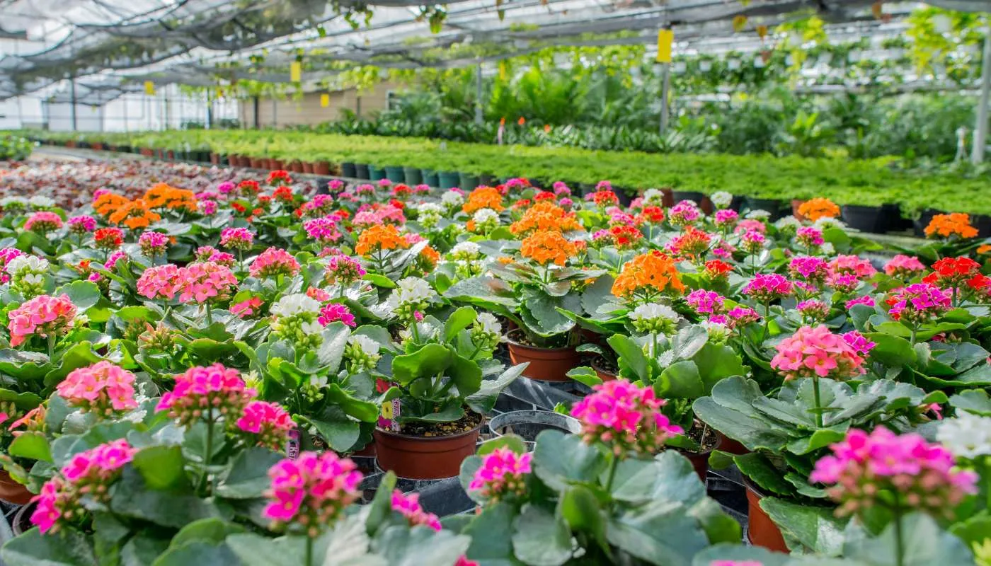 Cách Trồng Và Chăm Sóc Cây Sống Đời Phát Triển Khỏe Mạnh Và Ra Hoa Đúng Tết