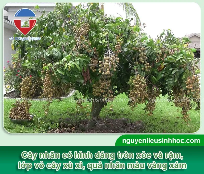 Đặc điểm hình thái của cây nhãn trồng chậu, quả nhãn có màu vàng xám, tròn trịa