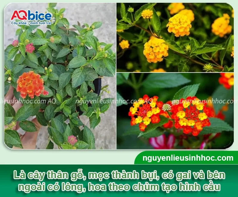 Ảnh minh họa đặc điểm hình thái cây hoa ngũ sắc, thân gỗ nhỏ mọc thành bụi.