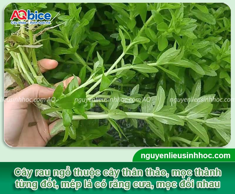 Cách Trồng Rau Ngổ Trồng Nước Đạt Năng Suất Cao Ngay Tại Nhà