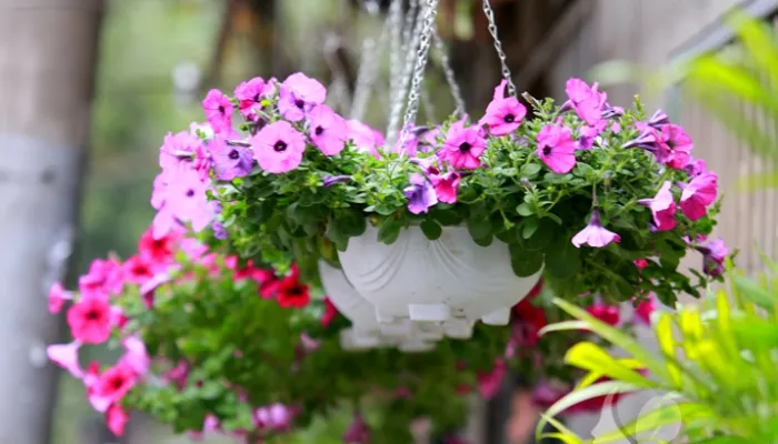 Đặc điểm hoa dạ yến thảo