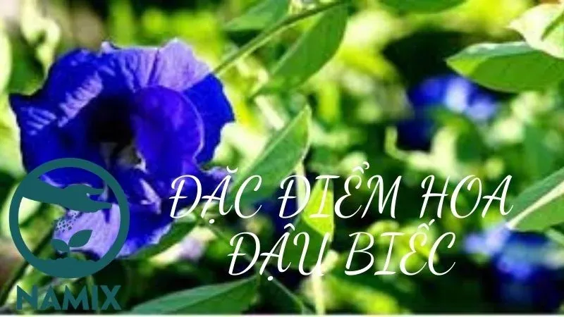 Đặc điểm hình thái của hoa đậu biếc màu xanh tím