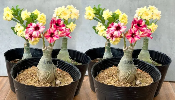 Đặc điểm sinh học và các giống hoa sứ phổ biến được trồng và lai tạo