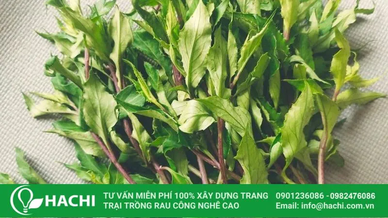Rau lủi rừng