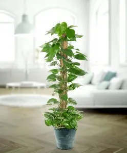 Cận cảnh kỹ thuật trồng và cố định thân cây trầu bà vào cột leo giúp lá phát triển lớn