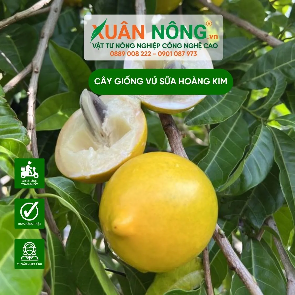 Đặc điểm nhận dạng quả vú sữa hoàng kim vàng óng