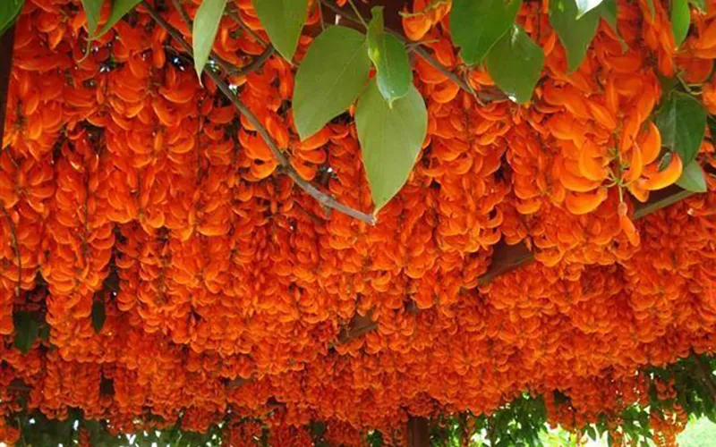 Hoa móng cọp đỏ cam