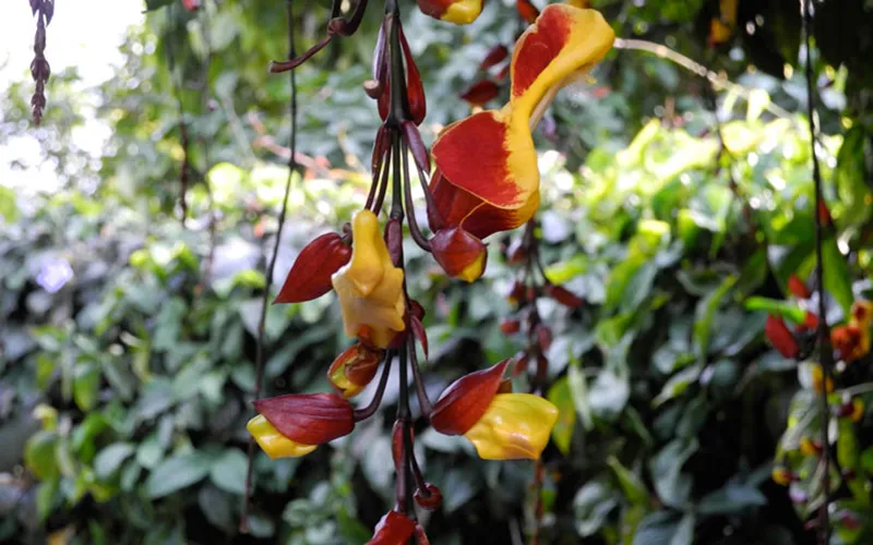 Hoa móng cọp vàng