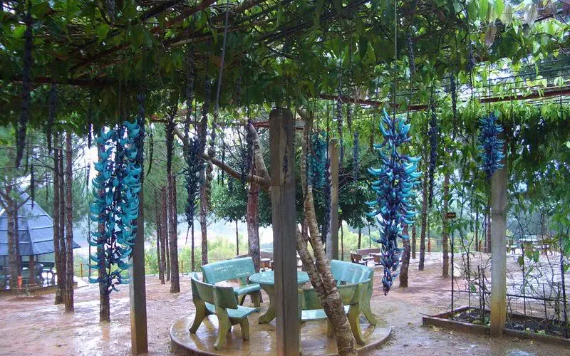 Hoa móng cọp vừa trang trí vừa che ánh nắng