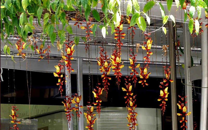 Hoa móng cọp trồng giàn trên cao