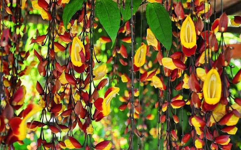 Hoa móng cọp vàng