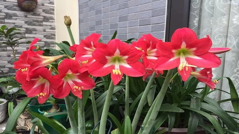 Hoa huệ đỏ mang ý nghĩa cho sự chân thành và sắc đẹp