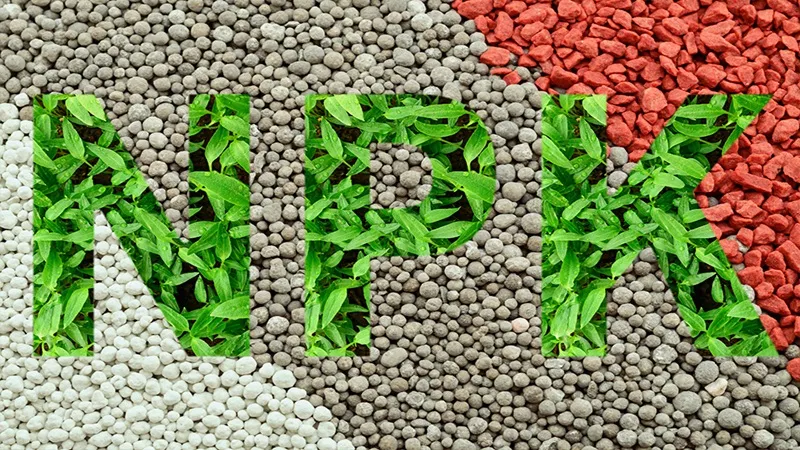 Cách bón phân NPK cho hoa huệ đỏ theo định kỳ