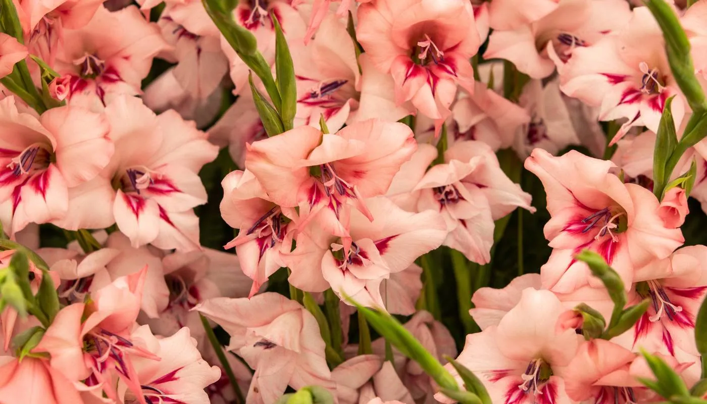 Hoa lay ơn có đặc điểm gì