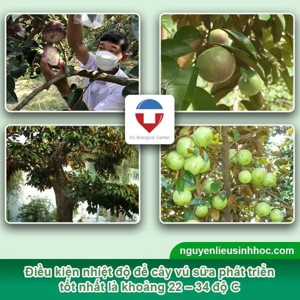 Cây vú sữa có chiều cao từ 15 – 20m, nhiệt độ thích hợp ở mức từ 22 – 34 độ C
