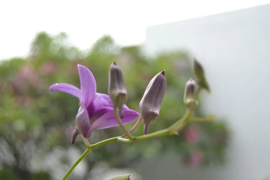 Tầm quan trọng của độ thông thoáng gió trong vườn lan Phi Điệp