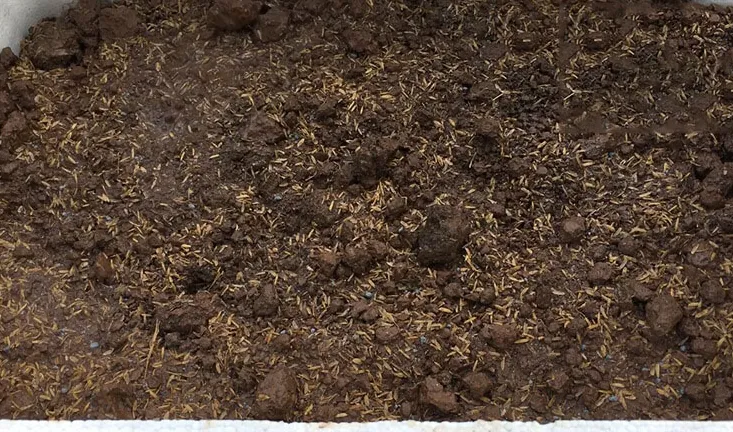 Hỗn hợp đất trồng đã qua xử lý, đảm bảo dinh dưỡng cho cây đu đủ lùn