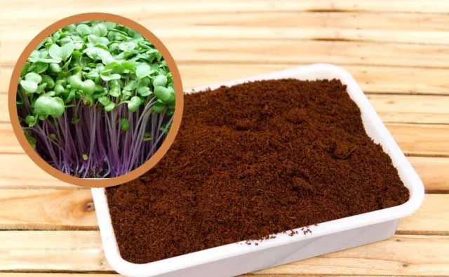 Đất sạch giàu dinh dưỡng chuyên dụng cho việc trồng rau ngò om tại nhà