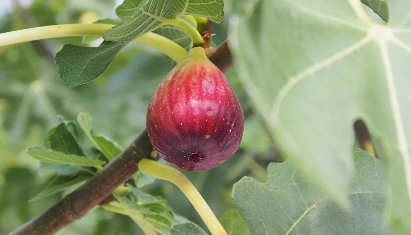 ảnh hưởng của đất trồng đến sự phát triển của cây sung Mỹ