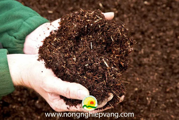 đất trồng bưởi da xanh