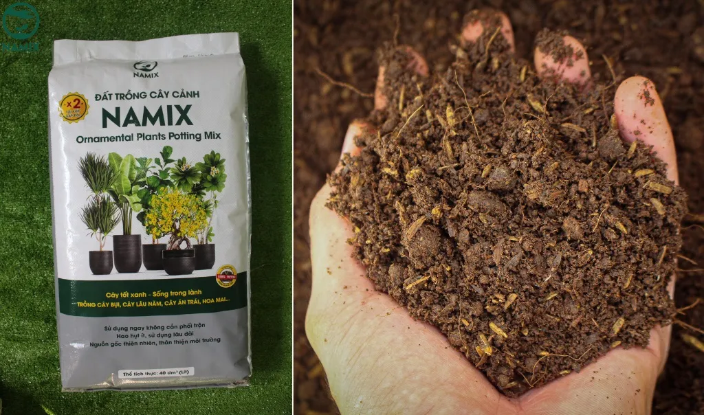 dat trong cay canh tot